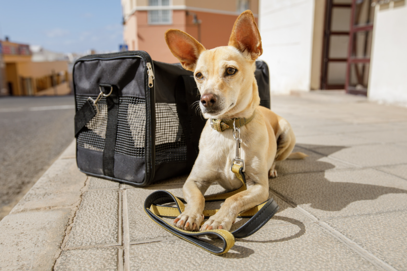 הטסת בעלי חיים לתאילנד
